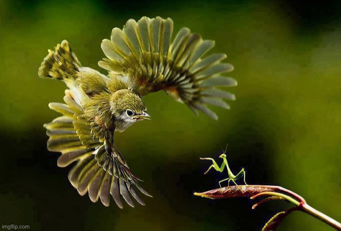 Catching a Mantis | image tagged in memes,birds,praying mantis,amazing photos | made w/ Imgflip meme maker