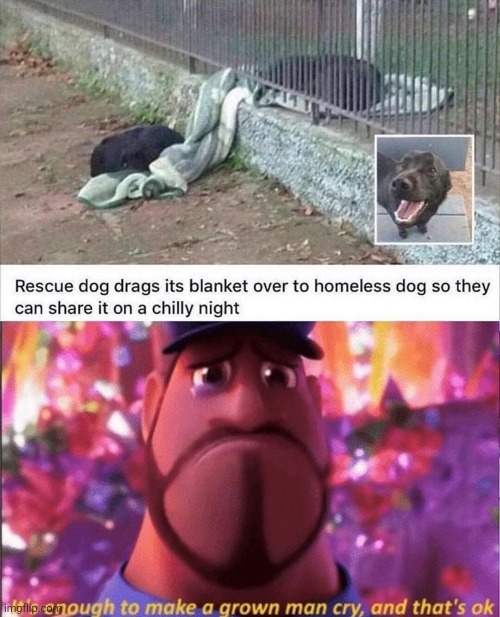 Dogs are so awesome | image tagged in it's enough to make a grown man cry and that's ok | made w/ Imgflip meme maker