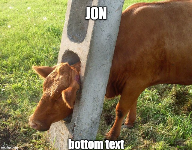 jon the cow | JON; bottom text | image tagged in funny animal meme | made w/ Imgflip meme maker