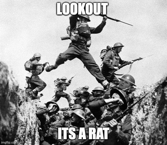 WW1 |  LOOKOUT; ITS A RAT | image tagged in world war i | made w/ Imgflip meme maker