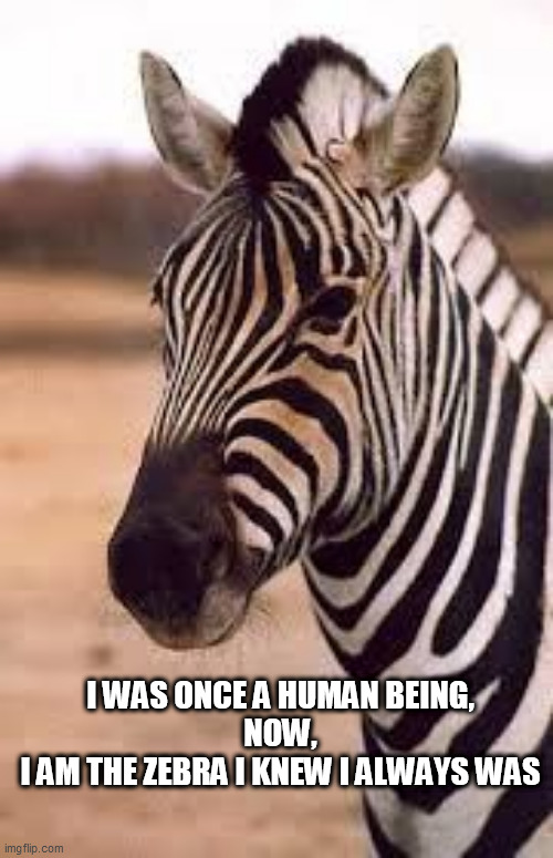 Condescending Zebra | I WAS ONCE A HUMAN BEING,
 NOW, 
 I AM THE ZEBRA I KNEW I ALWAYS WAS | image tagged in condescending zebra | made w/ Imgflip meme maker