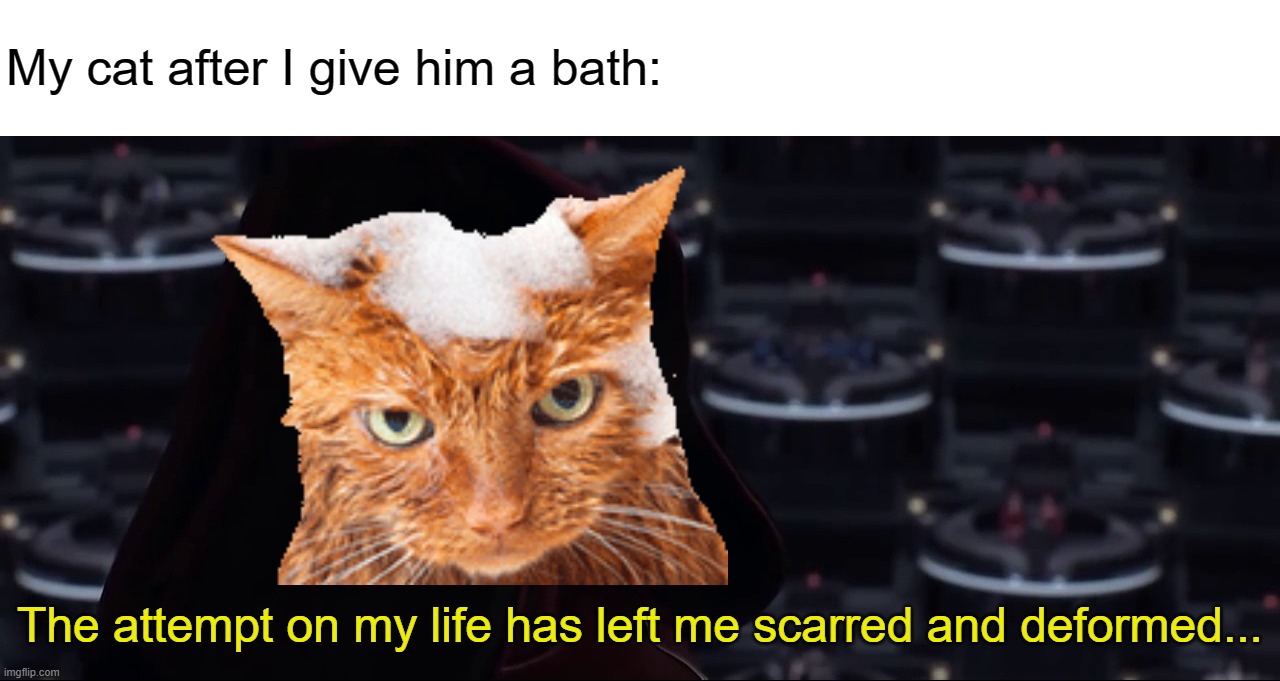 This Attempt On My Life Has Left Me Scarred and Deformed | My cat after I give him a bath: | image tagged in this attempt on my life has left me scarred and deformed | made w/ Imgflip meme maker