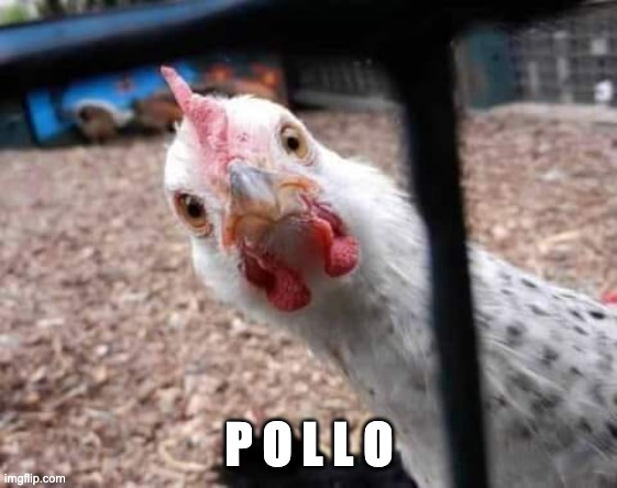 Pollo | P O L L O | image tagged in pollo | made w/ Imgflip meme maker