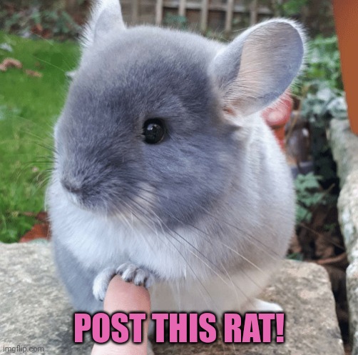 You must repost it. | POST THIS RAT! | image tagged in post this rat,rats,invasion,cute animals | made w/ Imgflip meme maker