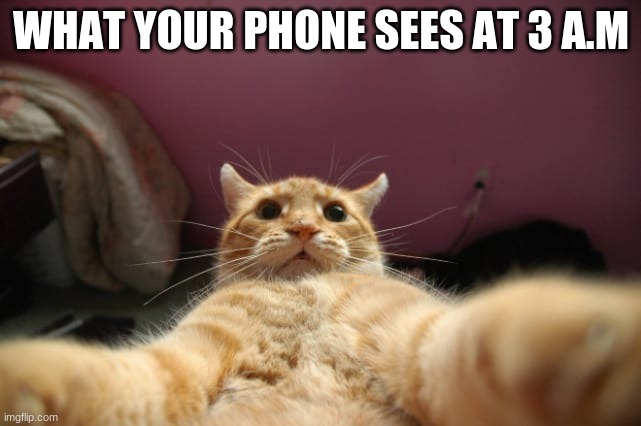 Selfie cat | WHAT YOUR PHONE SEES AT 3 A.M | image tagged in cat,selfie,memes | made w/ Imgflip meme maker