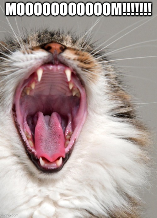 Yelling cat | MOOOOOOOOOOOM!!!!!!! | image tagged in relatable,cat,funny,memes,kids | made w/ Imgflip meme maker
