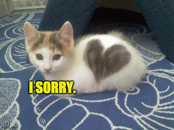 cute cat heart | I SORRY. | image tagged in cute cat heart | made w/ Imgflip meme maker