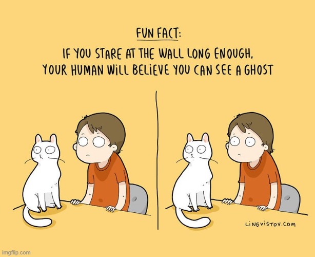 A Cat's Way Of Thinking | image tagged in memes,comics,cats,stare,wall,ghost | made w/ Imgflip meme maker
