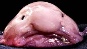 High Quality blobfish Blank Meme Template