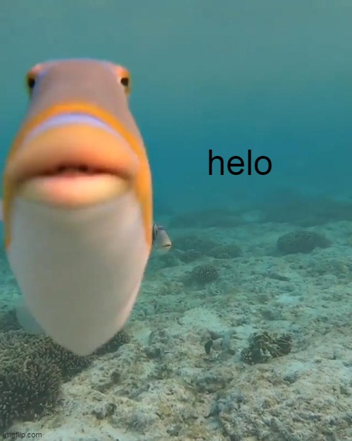 staring fish | helo | image tagged in staring fish | made w/ Imgflip meme maker