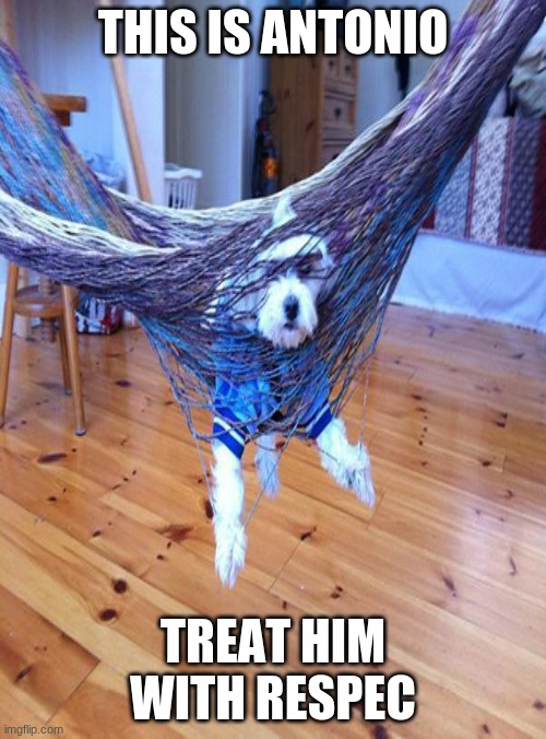 treat the good boi with respec | THIS IS ANTONIO; TREAT HIM WITH RESPEC | image tagged in yes,ok,a,b,c,d | made w/ Imgflip meme maker