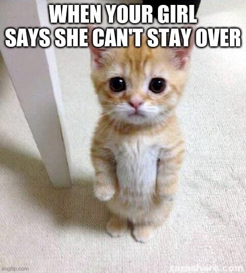 Cute Cat Meme | WHEN YOUR GIRL SAYS SHE CAN'T STAY OVER | image tagged in memes,cute cat | made w/ Imgflip meme maker