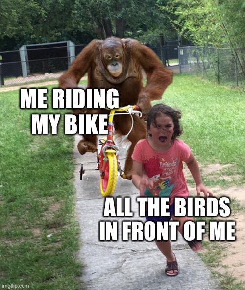 Orangutan chasing girl on a tricycle | ME RIDING MY BIKE; ALL THE BIRDS IN FRONT OF ME | image tagged in orangutan chasing girl on a tricycle | made w/ Imgflip meme maker