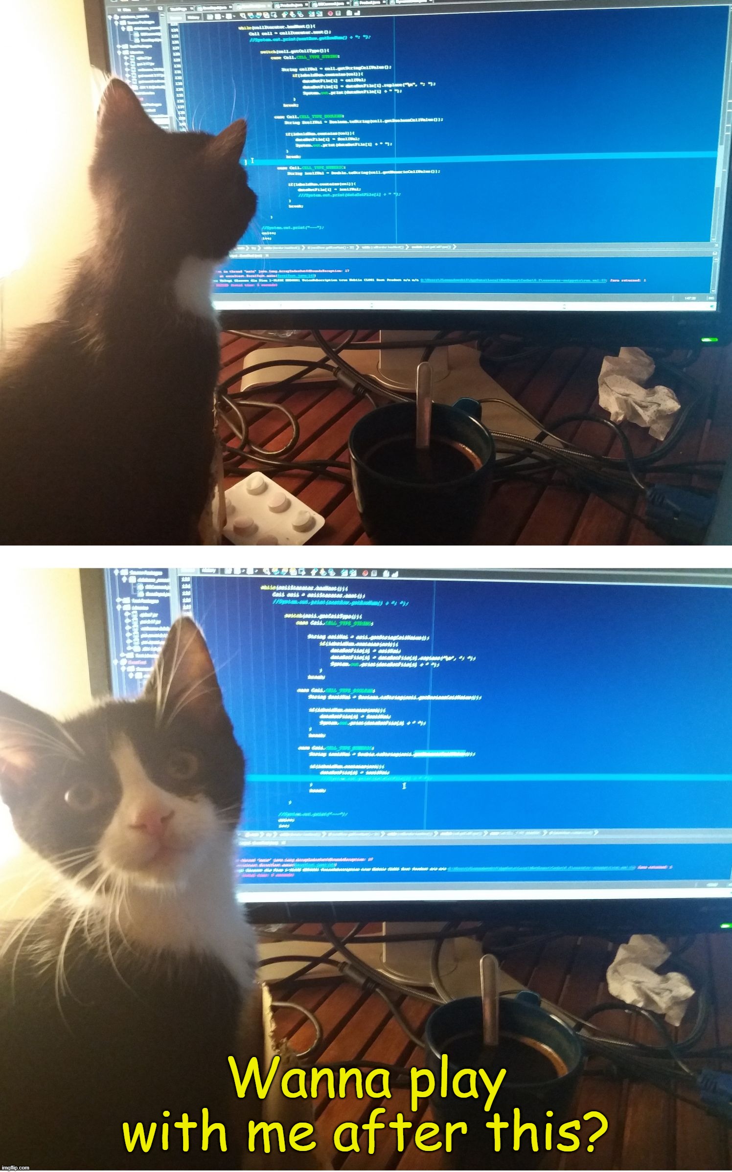Based Catto Script | Wanna play with me after this? | image tagged in cat programmer,programming,meme,cute cat,cat memes | made w/ Imgflip meme maker