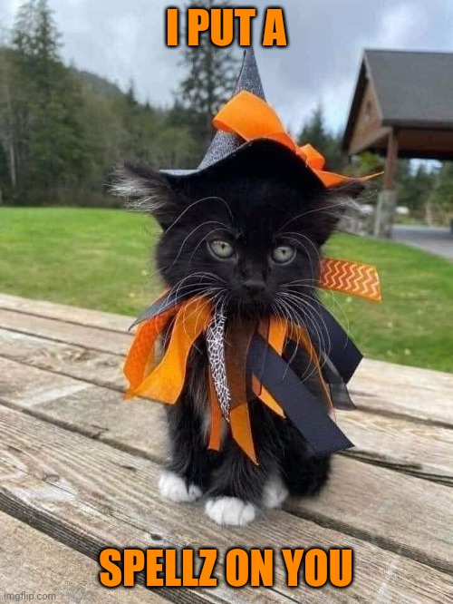 WITCH KITTY | I PUT A; SPELLZ ON YOU | image tagged in cats,funny cats,spooktober | made w/ Imgflip meme maker
