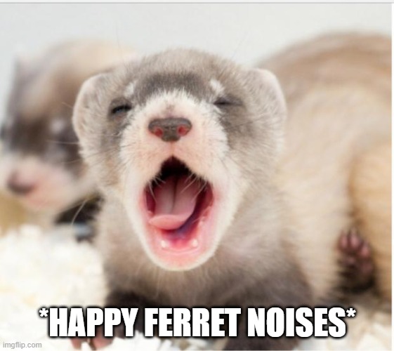 Ferret sleepy | *HAPPY FERRET NOISES* | image tagged in ferret sleepy | made w/ Imgflip meme maker