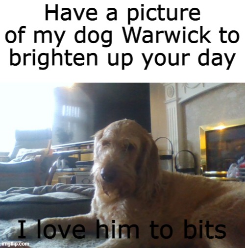 just a picture of my dog | Have a picture of my dog Warwick to brighten up your day; I love him to bits | image tagged in cute,dog | made w/ Imgflip meme maker
