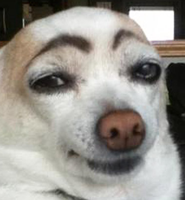 High Quality Dog with brows Blank Meme Template