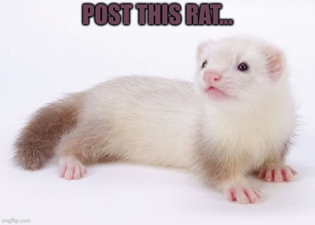 POST THIS RAT... | made w/ Imgflip meme maker