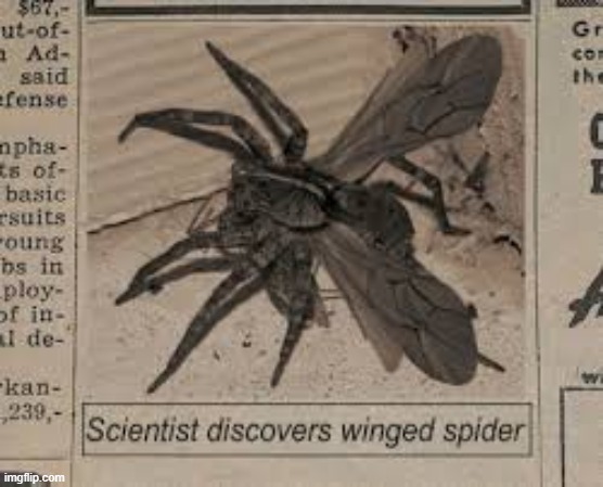 Winged Spider | image tagged in winged spider | made w/ Imgflip meme maker