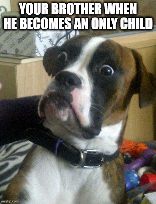 Blankie the Shocked Dog | YOUR BROTHER WHEN HE BECOMES AN ONLY CHILD | image tagged in blankie the shocked dog | made w/ Imgflip meme maker