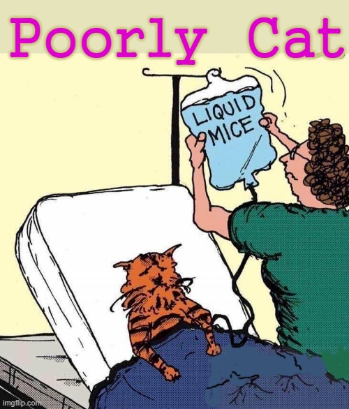 Cat Hospital |  Poorly  Cat | image tagged in mice,cats | made w/ Imgflip meme maker