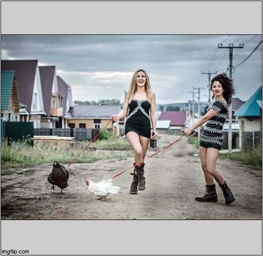 This Needs A Caption - Any Suggestions ? | image tagged in caption this,cockerals | made w/ Imgflip meme maker