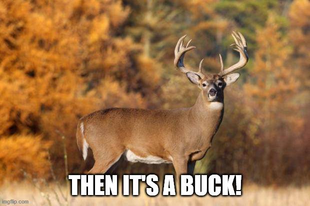 whitetail deer | THEN IT'S A BUCK! | image tagged in whitetail deer | made w/ Imgflip meme maker