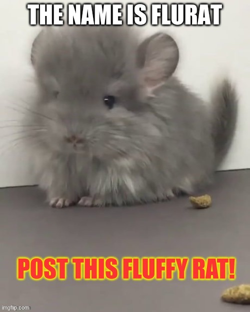 fluffy rat | THE NAME IS FLURAT | image tagged in fluffy rat | made w/ Imgflip meme maker