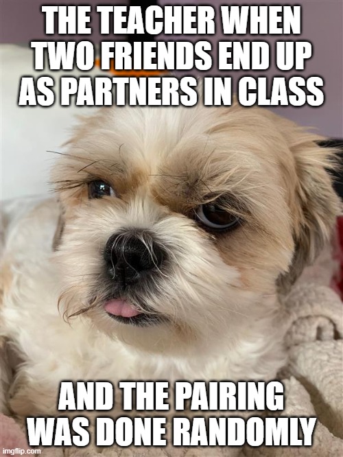 The teacher when... | THE TEACHER WHEN TWO FRIENDS END UP AS PARTNERS IN CLASS; AND THE PAIRING WAS DONE RANDOMLY | image tagged in school,teacher,friends,class,frustrated,random | made w/ Imgflip meme maker
