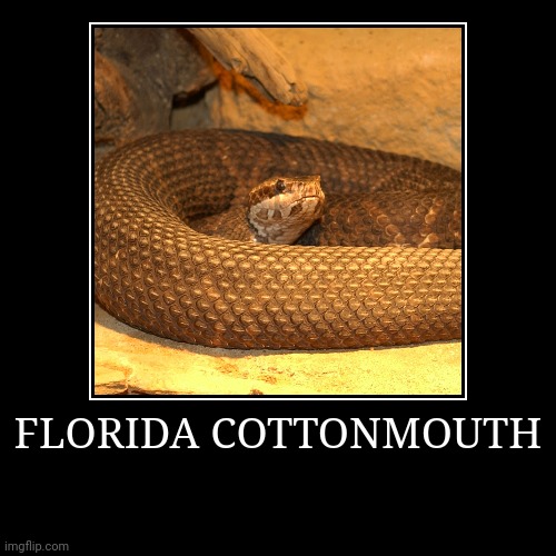 Florida Cottonmouth | FLORIDA COTTONMOUTH | | image tagged in demotivationals,cottonmouth | made w/ Imgflip demotivational maker