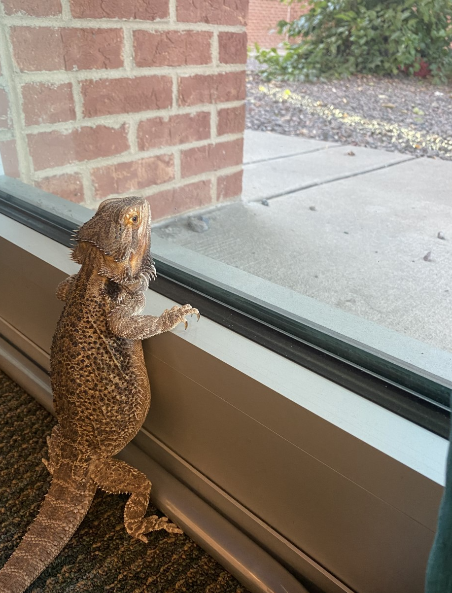 Toothless Looking Out a Window Blank Meme Template