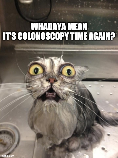 Scared Cat | WHADAYA MEAN
IT'S COLONOSCOPY TIME AGAIN? | image tagged in scared cat,colonoscopy time | made w/ Imgflip meme maker