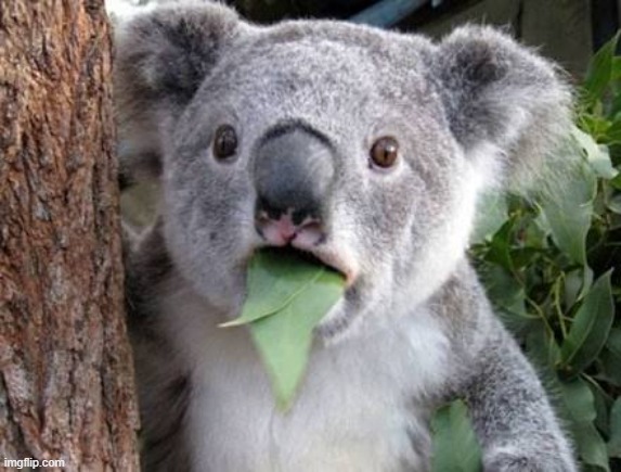 Stunned Koala | image tagged in stunned koala | made w/ Imgflip meme maker