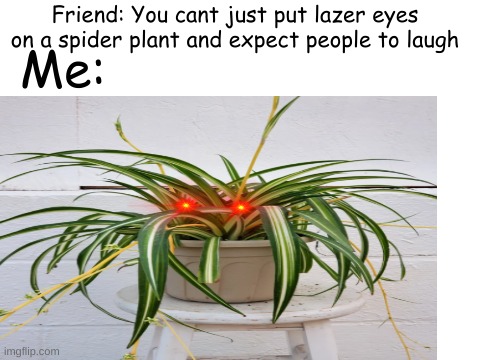 Spider plant man