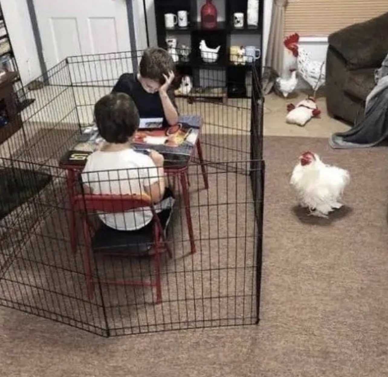 Chicken Caging Kids Blank Meme Template