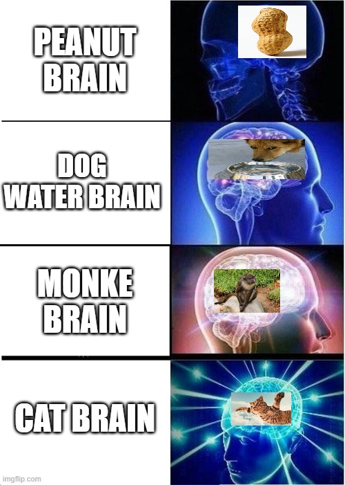 Expanding Brain | PEANUT BRAIN; DOG WATER BRAIN; MONKE BRAIN; CAT BRAIN | image tagged in memes,expanding brain | made w/ Imgflip meme maker