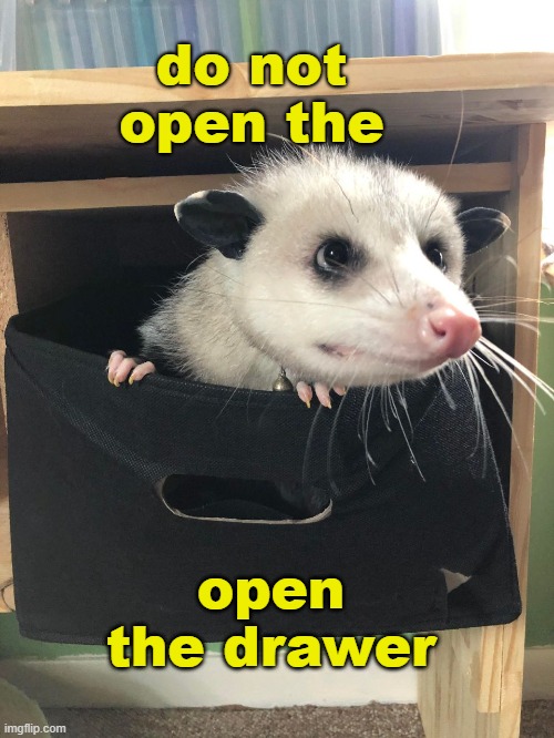 do the not do the don't | do not open the; open the drawer | image tagged in possum,hiss | made w/ Imgflip meme maker