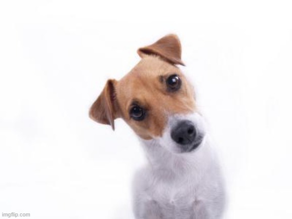 Confused Dog | image tagged in confused dog | made w/ Imgflip meme maker