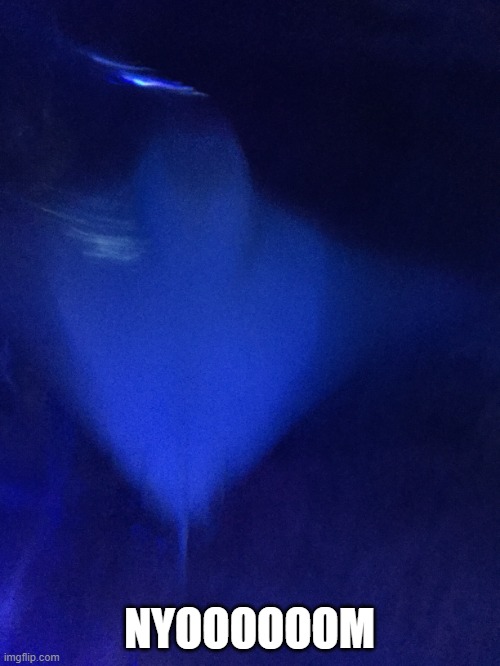 NYOOOOOOOM | NYOOOOOOM | image tagged in nyooooooom | made w/ Imgflip meme maker