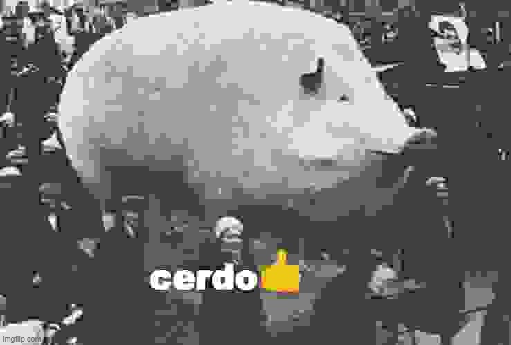 cerdo? | image tagged in cerdo | made w/ Imgflip meme maker