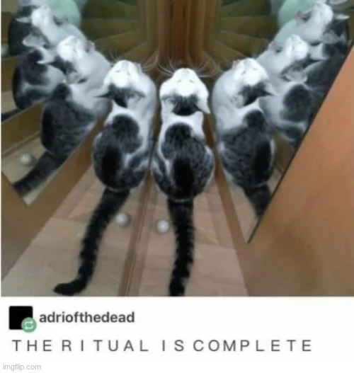 image tagged in cats,mirror,mirrors,funny shit | made w/ Imgflip meme maker