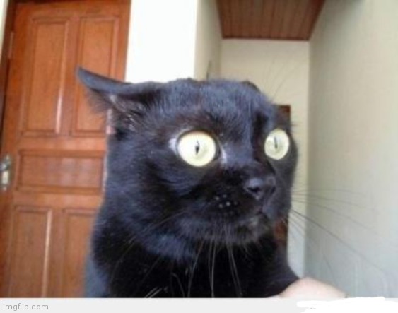 Scared Cat | image tagged in scared cat | made w/ Imgflip meme maker