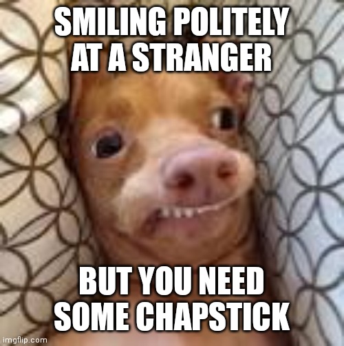 Overbite chihuahua | SMILING POLITELY AT A STRANGER; BUT YOU NEED SOME CHAPSTICK | image tagged in overbite chihuahua | made w/ Imgflip meme maker