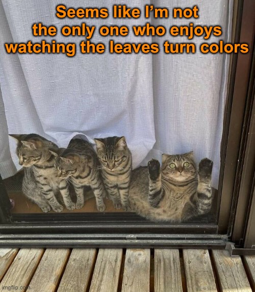 The Prettiest Time of the Year Is Here | Seems like I’m not the only one who enjoys watching the leaves turn colors | image tagged in funny memes,funny cat memes,fall,autumn leaves | made w/ Imgflip meme maker