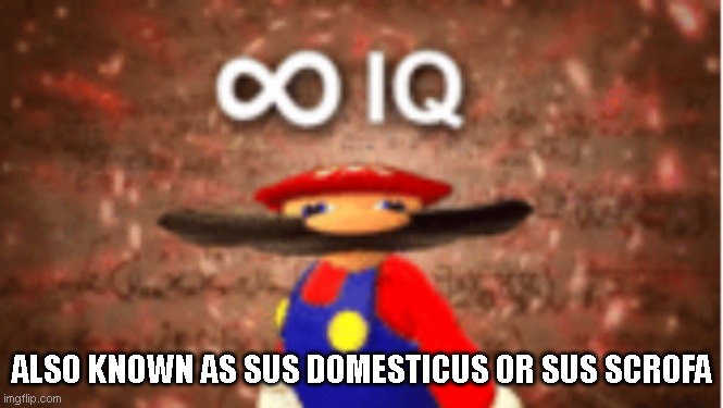 Infinite IQ | ALSO KNOWN AS SUS DOMESTICUS OR SUS SCROFA | image tagged in infinite iq | made w/ Imgflip meme maker