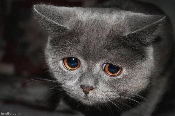 saddisappointedcat | image tagged in saddisappointedcat | made w/ Imgflip meme maker