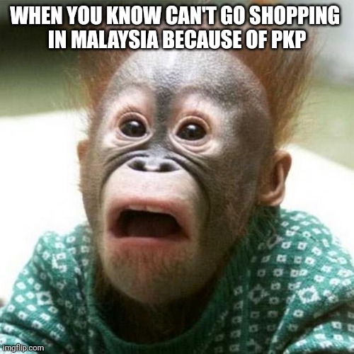 Shocked Monkey | WHEN YOU KNOW CAN'T GO SHOPPING 

IN MALAYSIA BECAUSE OF PKP | image tagged in shocked monkey | made w/ Imgflip meme maker