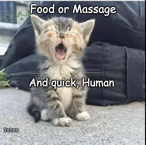 Crying Cat | Food or Massage; And quick, Human; Yates | image tagged in cat crying | made w/ Imgflip meme maker