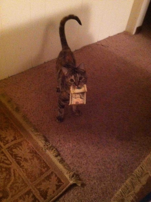 cat dinero Blank Meme Template